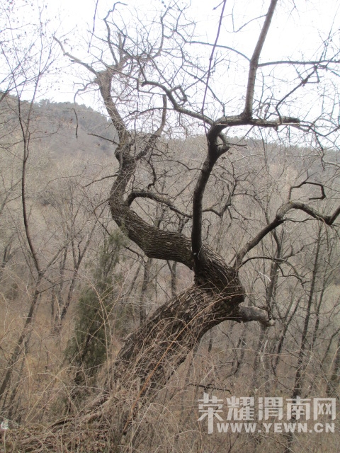IMG_4729.JPG