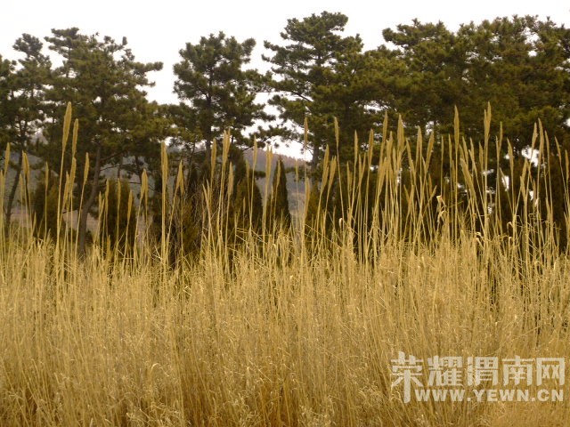 DSCF0710.JPG