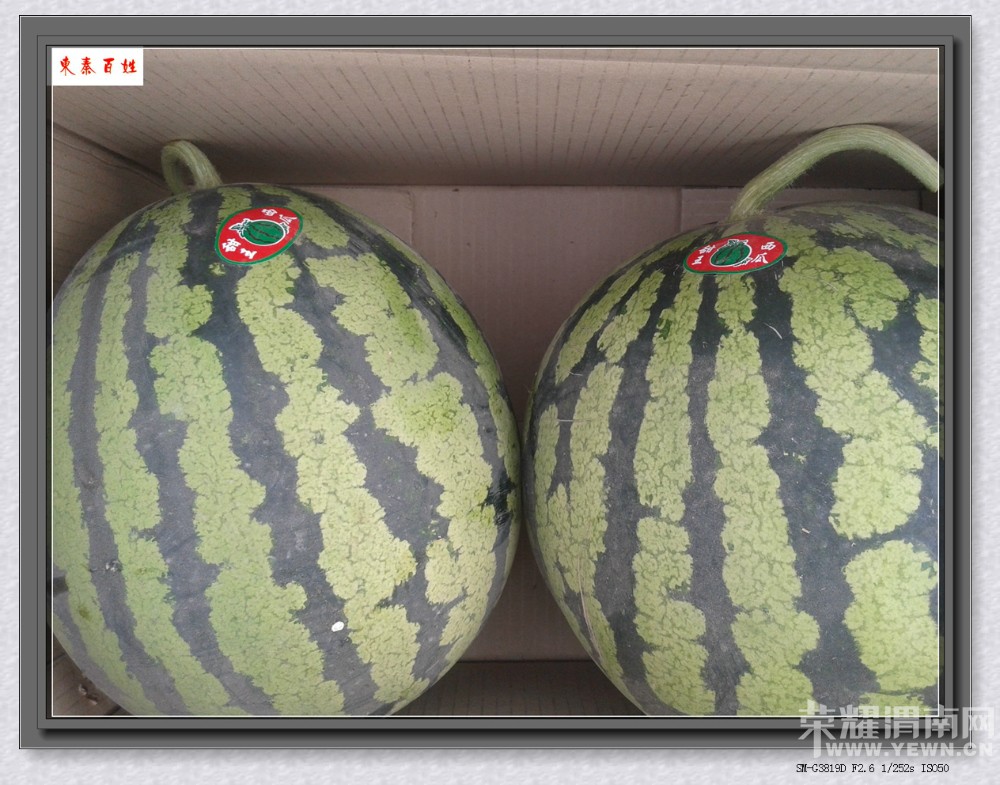 150942t6ppmuv9xvqxgndg.jpg