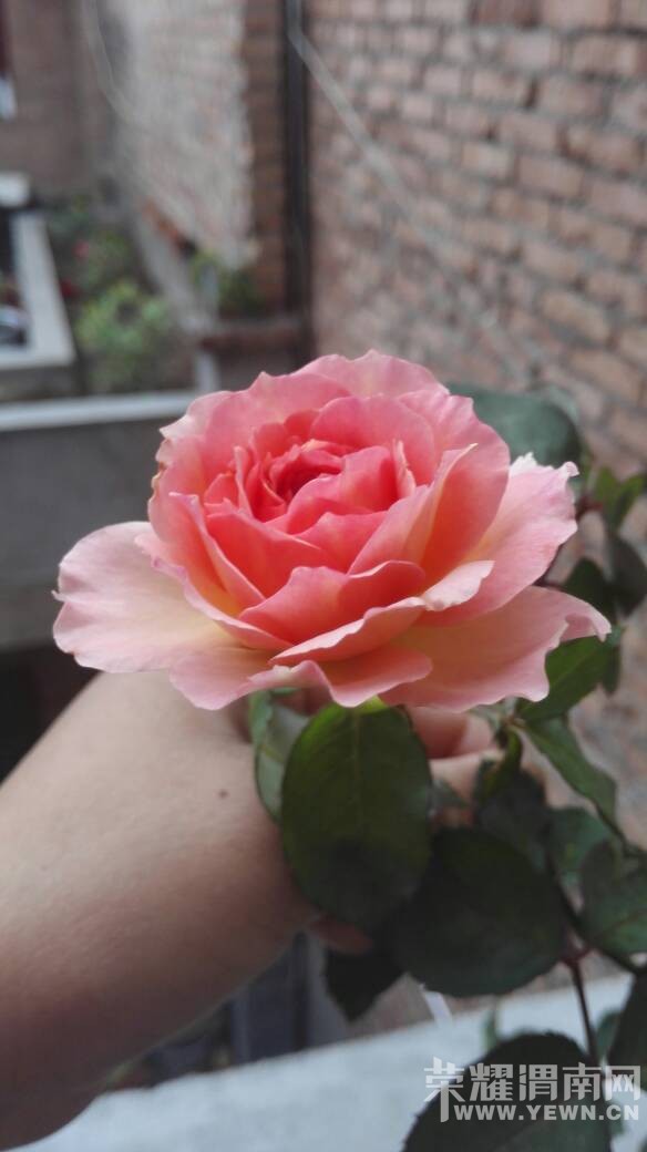 070442ew8w08a8jkt8tjf8.jpg