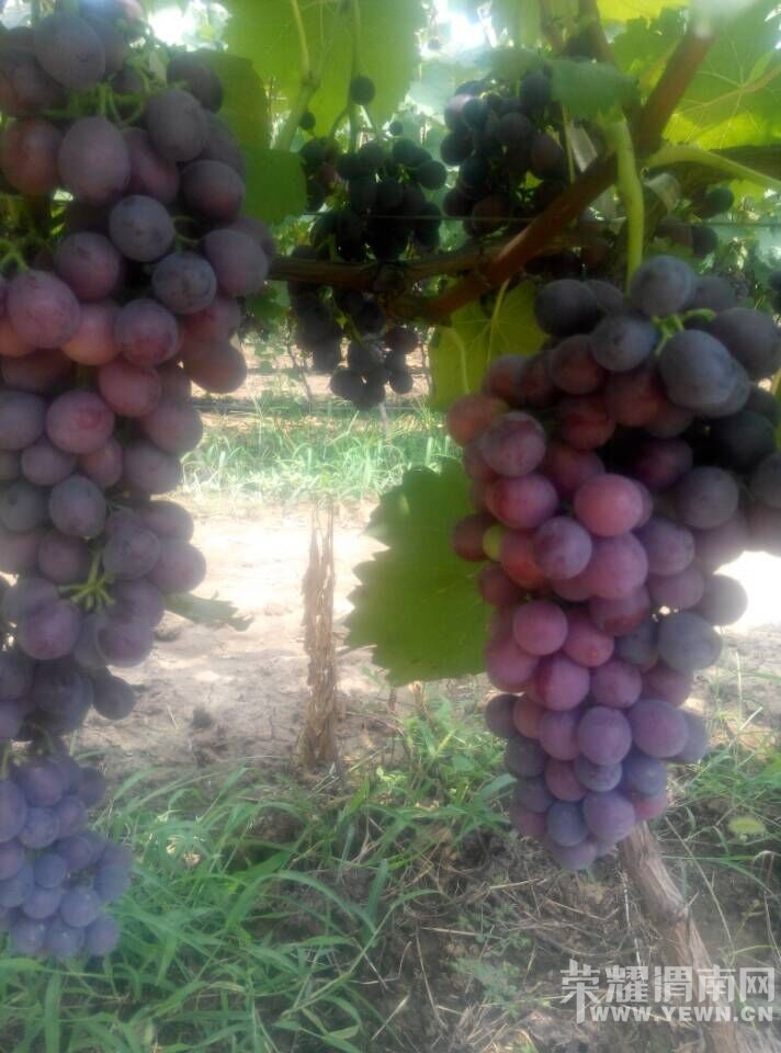 ���Ѽң�60Ķ���ĺڡ����ѳ����ˡ���ӭ����ǰ�������ɹ���