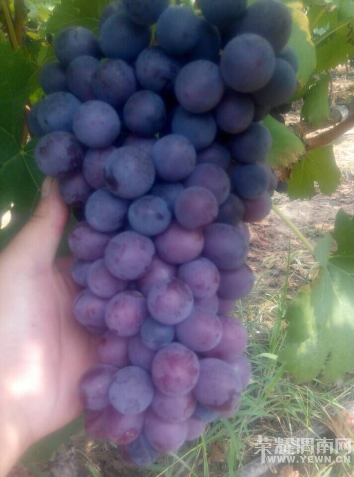 ���Ѽң�60Ķ���ĺڡ����ѳ����ˡ���ӭ����ǰ�������ɹ���