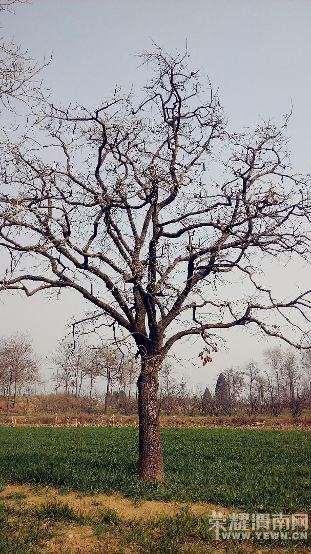 �ֻ���+��ԭ��������