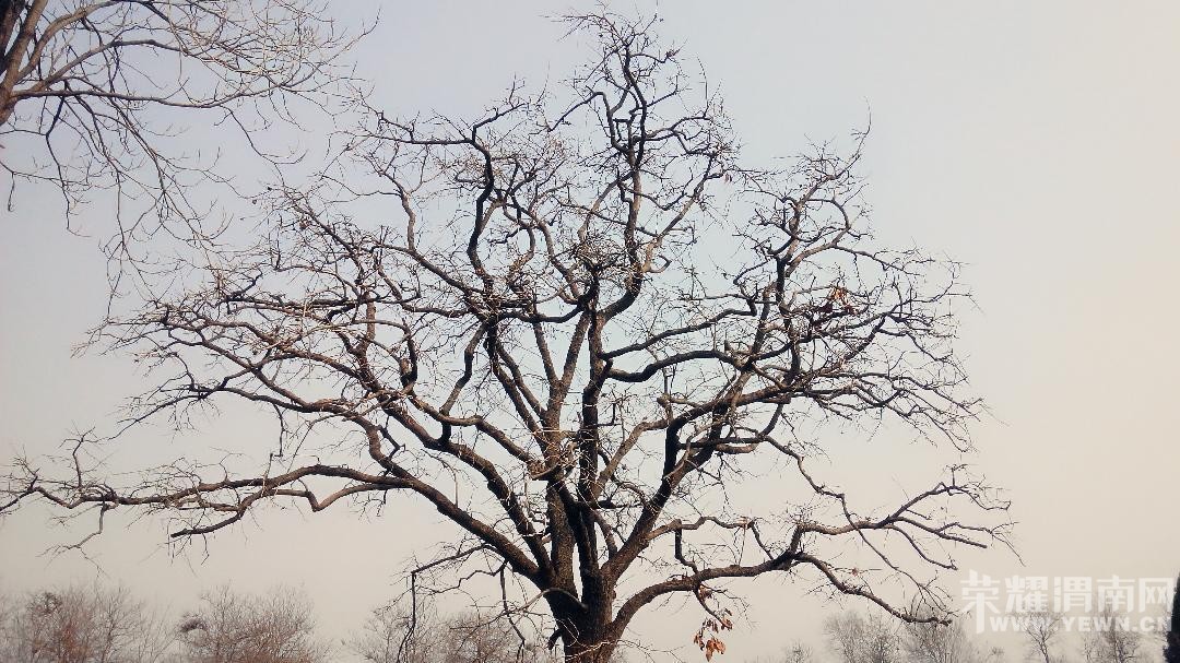 �ֻ���+��ԭ��������