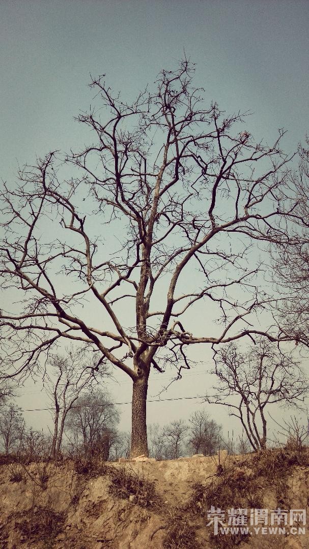 �ֻ���+��ԭ��������