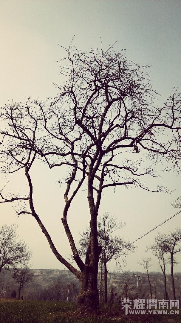 �ֻ���+��ԭ��������