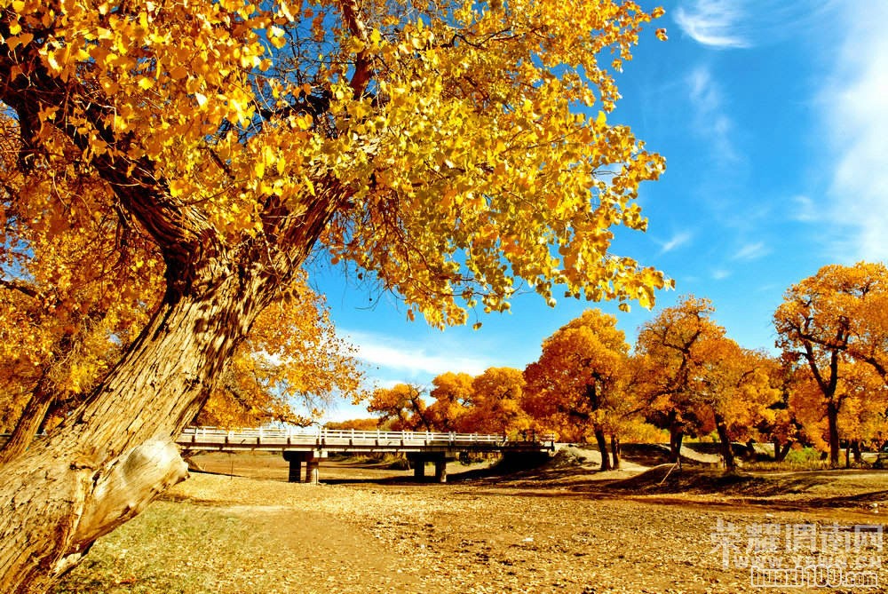 ��μ�ϸ�̽�Ż��⡿��������������������ཻ���Ųʡ����ɶ���ɺ�����