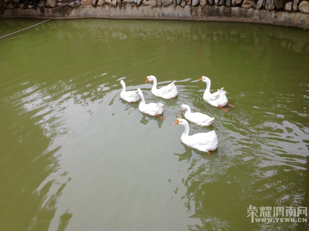 Ȫ纮