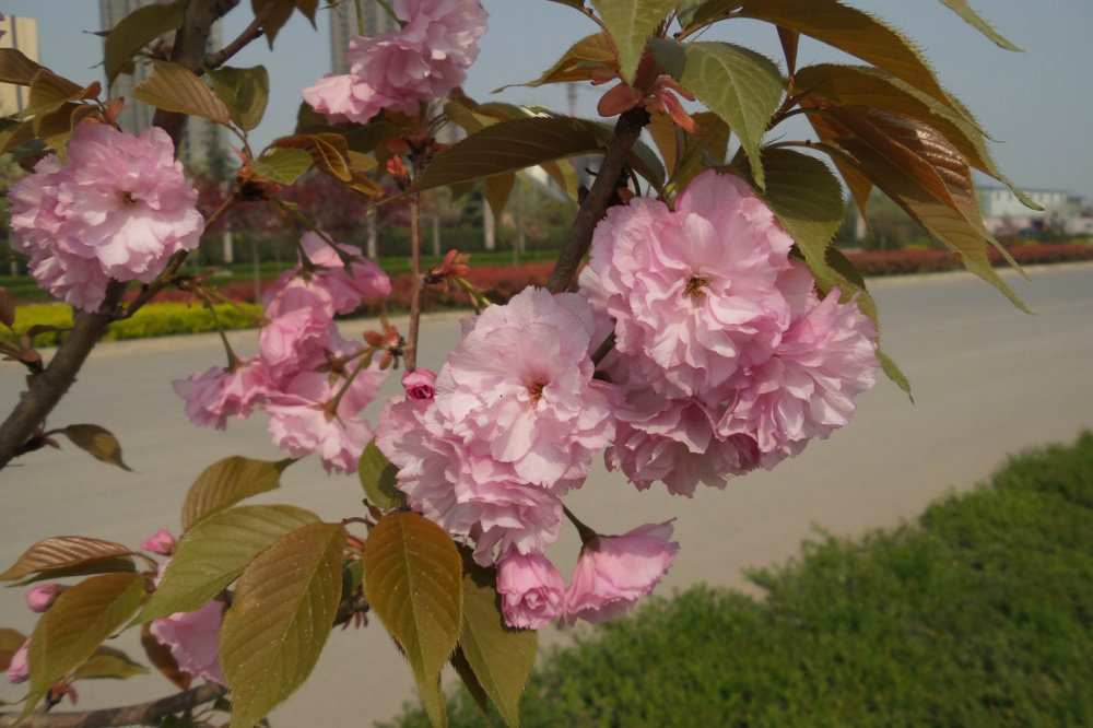 ����·�ڵ�ӣ��