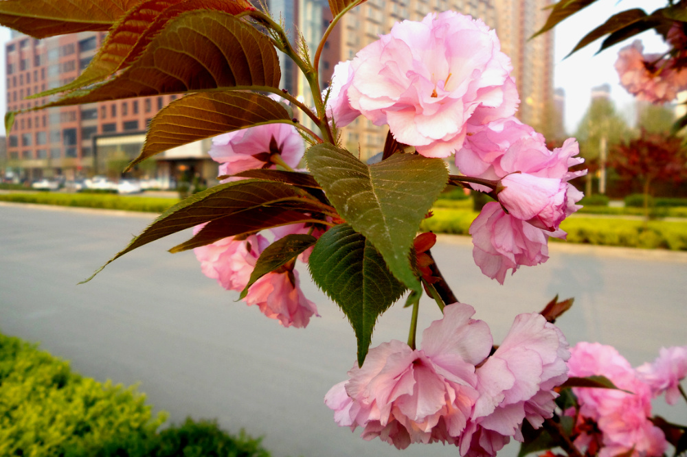 ����·�ڵ�ӣ��