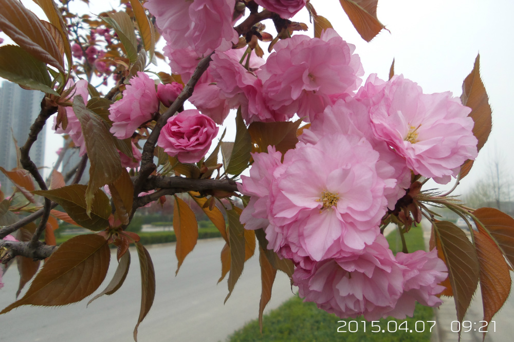 ����·�ڵ�ӣ��