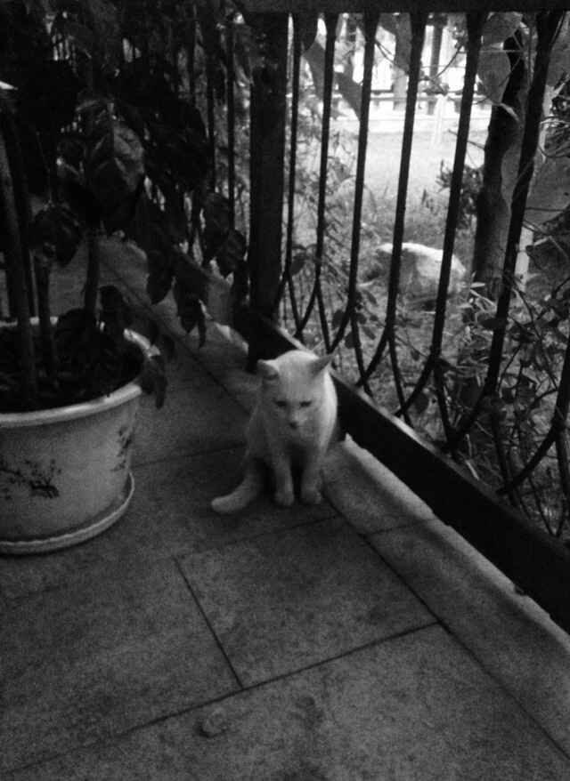 è����ʳ��