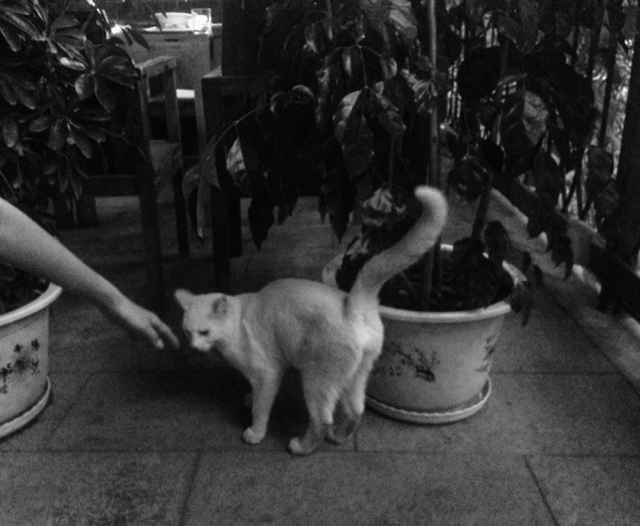 è����ʳ��