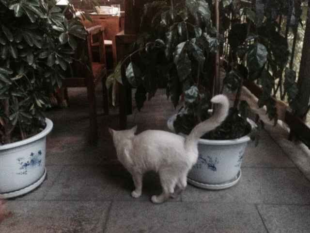 è����ʳ��