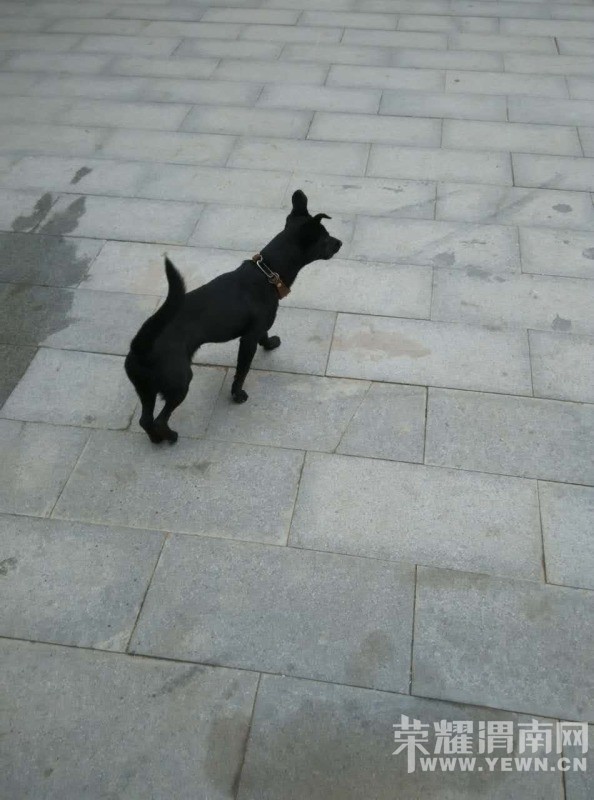 Ѱ�Һ�ľľ��������лл��ҵ�ת����ע��17�����������Ѿ��ҵ�ľľ������ұ���ϲ����