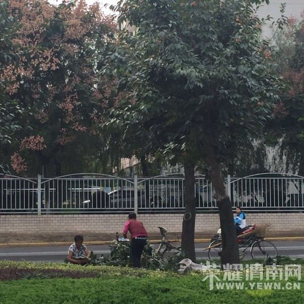 ���������ν��԰���Ŷ�����̻�����������֦�����ӣ������ˣ�