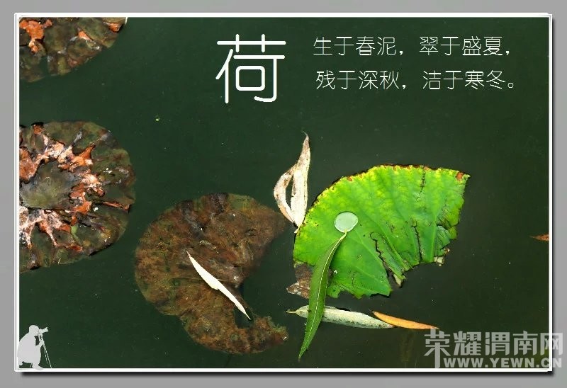 ��ӽ�кɡ�