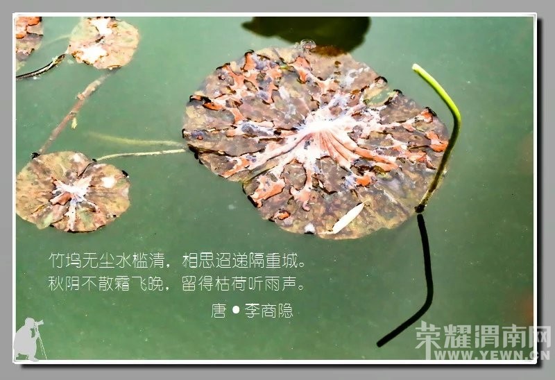 ��ӽ�кɡ�