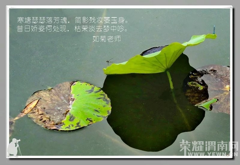 ��ӽ�кɡ�