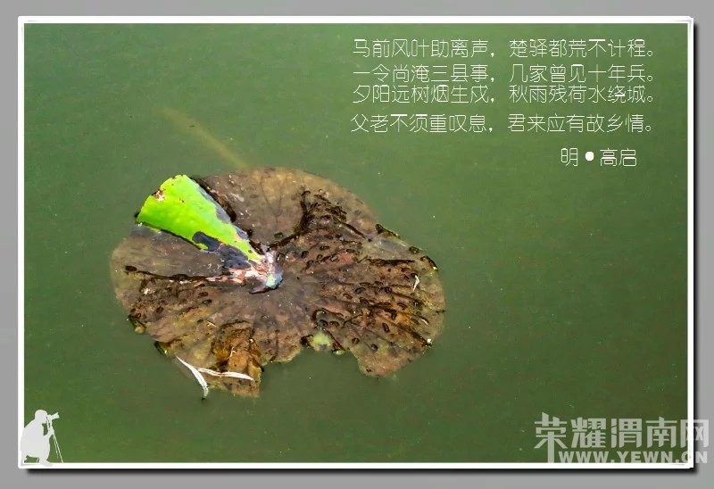 ��ӽ�кɡ�