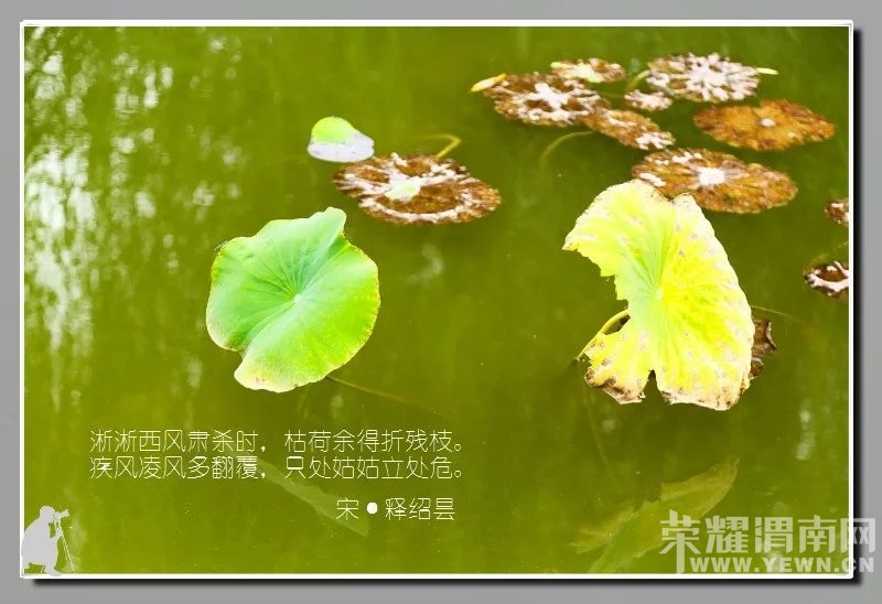 ��ӽ�кɡ�
