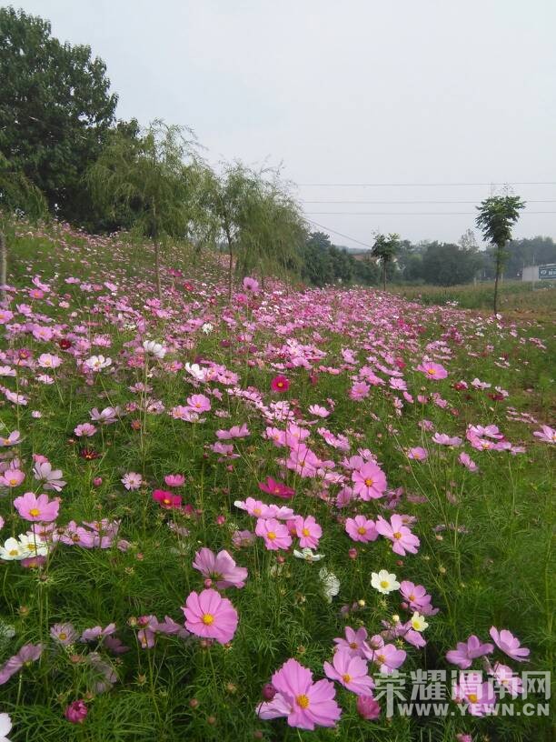 �ݳ�ȥ�ι�μ������ݡ�