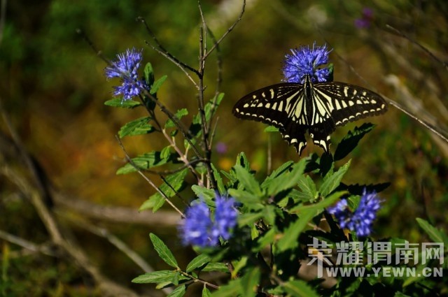 �ҵĲм��������ǡ�֮��.�ɽ��桷