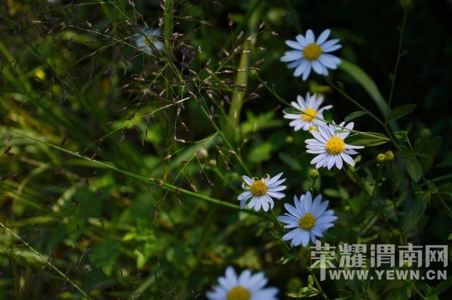 �ҵĲм��������ǡ�֮��.�ɽ��桷