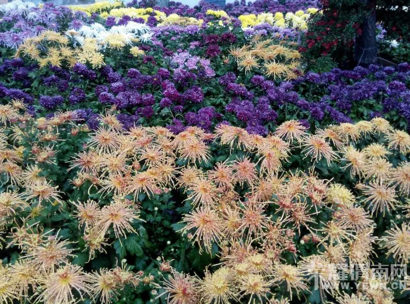 ��μ�Ͽ���ͬ�л��⡿10��11��ͭ���񻪹��ջ�չһ����