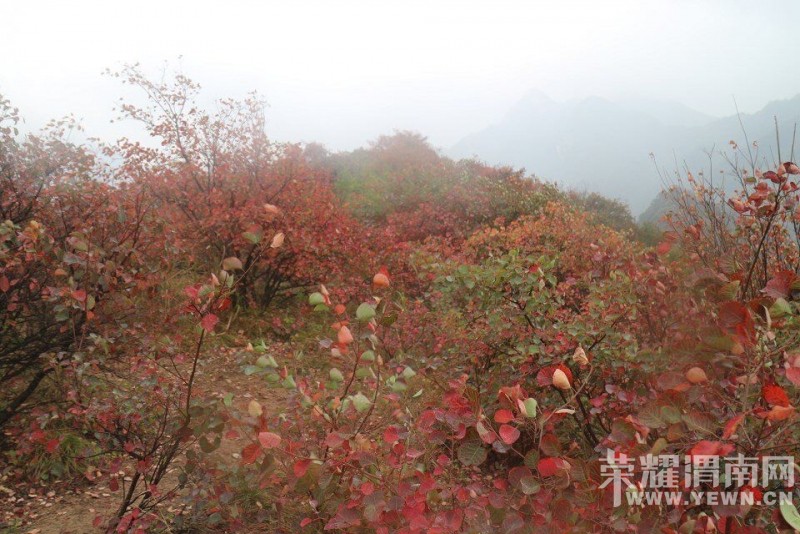 �������˻�������10��11�գ������գ�����ƺɽ�ͺ�Ҷ���и��ܻ������Խ̶��һ���Ρ�