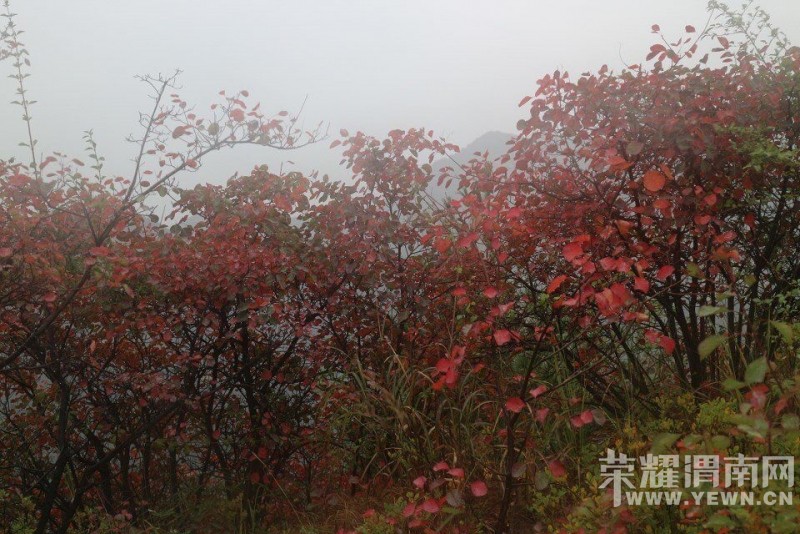 �������˻�������10��11�գ������գ�����ƺɽ�ͺ�Ҷ���и��ܻ������Խ̶��һ���Ρ�