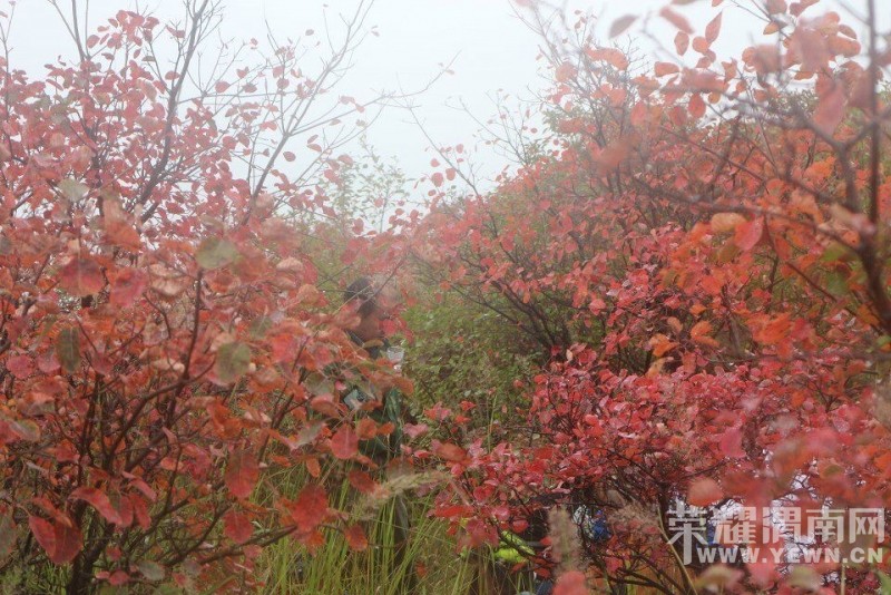 �������˻�������10��11�գ������գ�����ƺɽ�ͺ�Ҷ���и��ܻ������Խ̶��һ���Ρ�