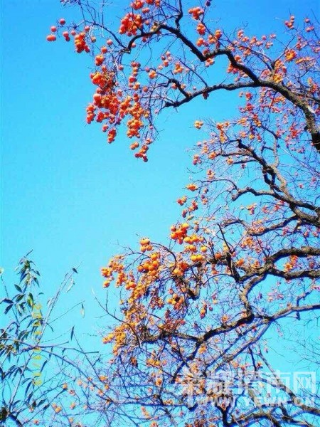 μ�ϡ�����ͬ�л��⡿���ֲ�10��18���ż�ɽ�ͺ�Ҷժ����������