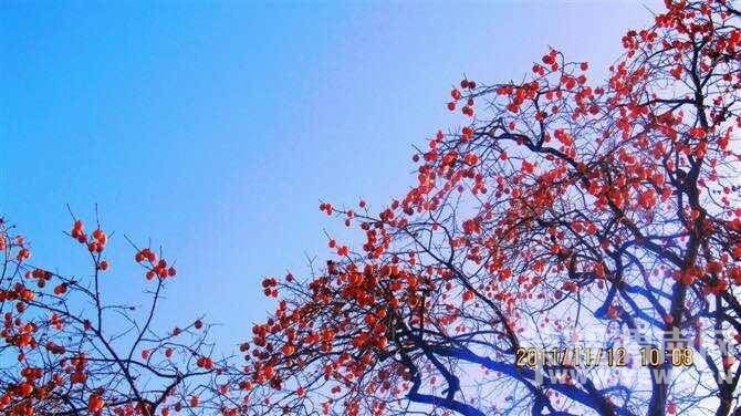 μ�ϡ�����ͬ�л��⡿���ֲ�10��18���ż�ɽ�ͺ�Ҷժ����������