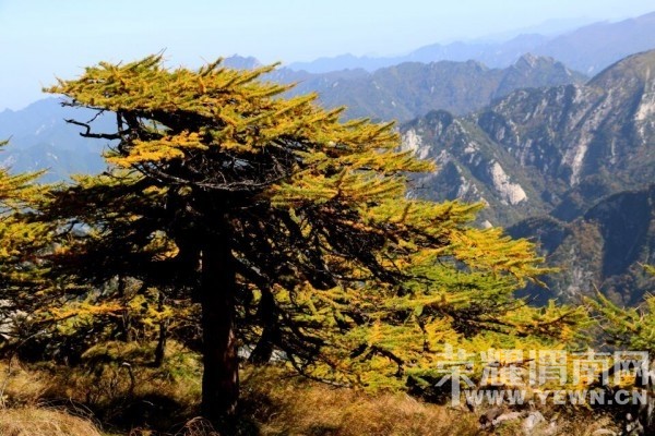 {�������˻�������}10��24 ��25����ȸɭ�ֹ�԰�� �ͺ�Ҷһ���Σ�����100Ԫ