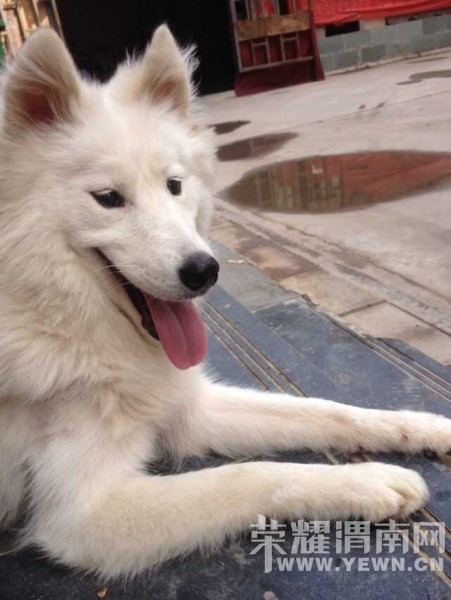 Ѱ��10��6�հ�ҹ�ڸ�������ʢ·��ţ�г���ʧ����Ħ����