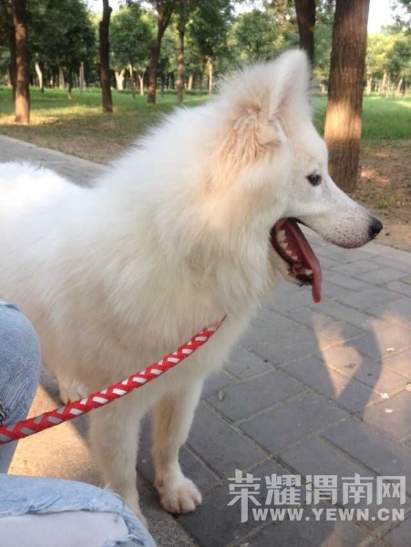 Ѱ��10��6�հ�ҹ�ڸ�������ʢ·��ţ�г���ʧ����Ħ����