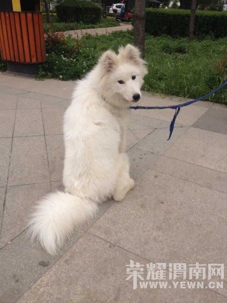 Ѱ��10��6�հ�ҹ�ڸ�������ʢ·��ţ�г���ʧ����Ħ����