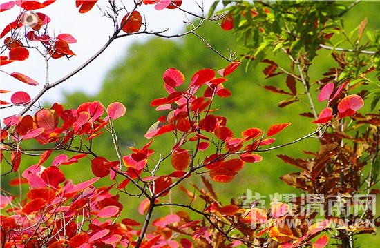 μ�ϡ�����ͬ�л��⡿10��24������������ƺ�ͺ�Ҷ������