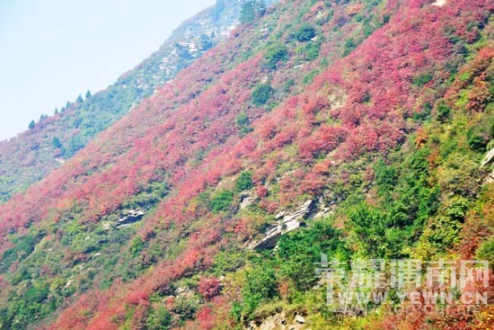 μ�ϡ�����ͬ�л��⡿10��24������������ƺ�ͺ�Ҷ������