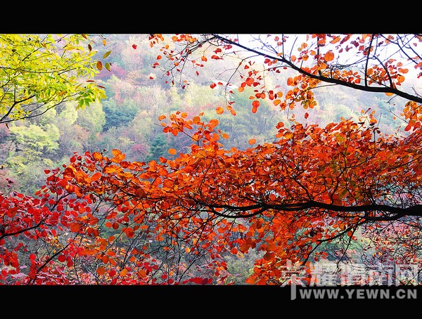 μ�ϡ�����ͬ�л��⡿10��24������������ƺ�ͺ�Ҷ������