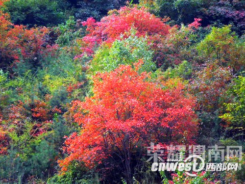 μ�ϡ�����ͬ�л��⡿10��24������������ƺ�ͺ�Ҷ������