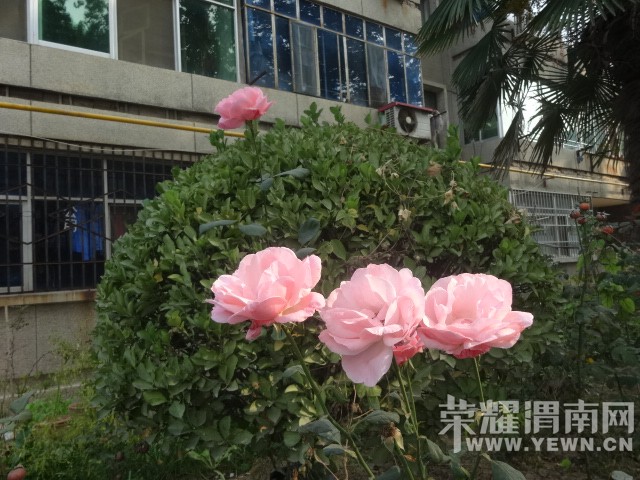 ������Ϧ��