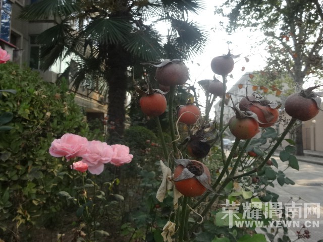 ������Ϧ��