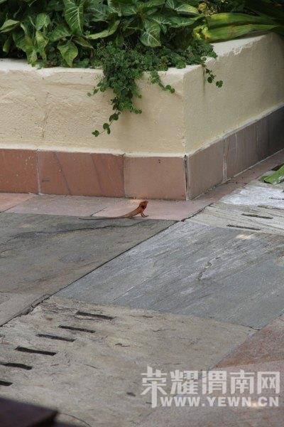 ���ű���ȥ���Σ�