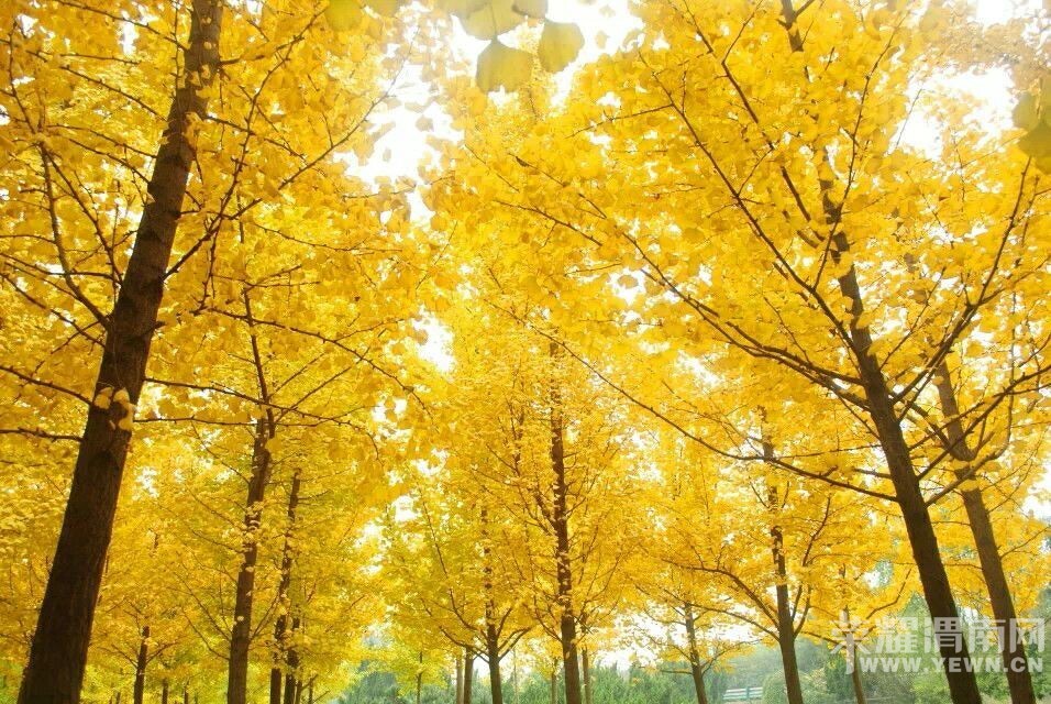 μ�ϡ�����ͬ�л��⡿10��31�ţ��������������꡷���ͽ�ɫ�����������֡�һ����