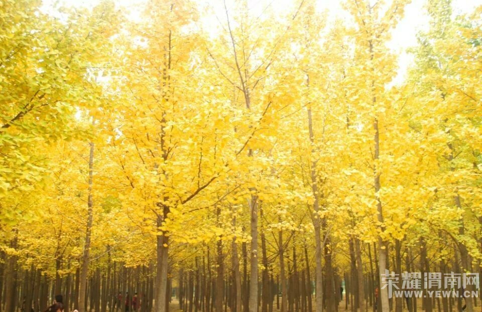 μ�ϡ�����ͬ�л��⡿10��31�ţ��������������꡷���ͽ�ɫ�����������֡�һ����