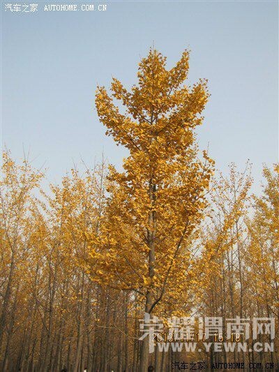 μ�ϡ�����ͬ�л��⡿10��31�ţ��������������꡷���ͽ�ɫ�����������֡�һ����