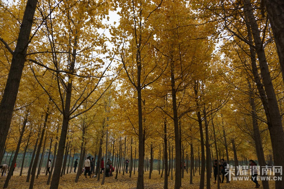 μ�ϡ�����ͬ�л��⡿10��31�ţ��������������꡷���ͽ�ɫ�����������֡�һ����