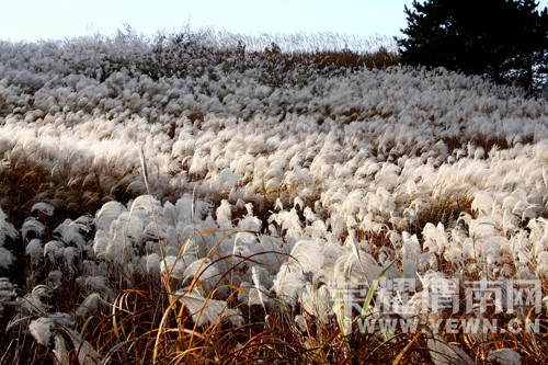 μ�ϡ�����ͬ�л��⡿11��7�����������ͺ�Ҷ��ɫâ�ݻ�һ����